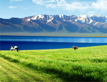 TMR搅拌机 TMR搅拌机